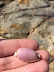 Erronea cylindrica