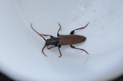 Tetropium castaneum