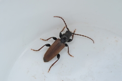 Tetropium castaneum