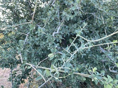Vitex ferruginea