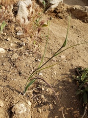 Calochortus plummerae