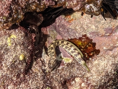 Istiblennius
