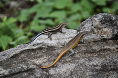 Rainbow Skink photo 3