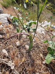 Calochortus plummerae