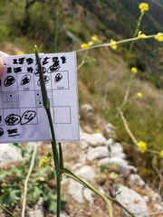 Calochortus plummerae