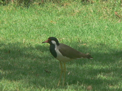 Vanellus indicus