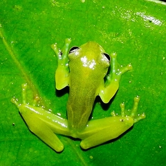 Teratohyla spinosa
