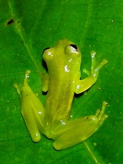 Teratohyla spinosa
