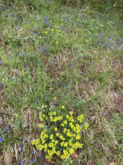 Euphorbia verrucosa