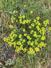 Euphorbia verrucosa