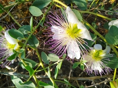 Capparis sicula