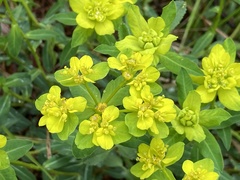 Euphorbia verrucosa