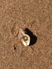 Cantharus erythrostoma