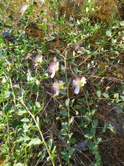 Capparis sicula