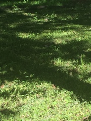 Turdus pilaris