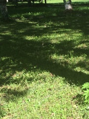 Turdus pilaris
