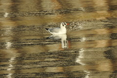 Chroicocephalus ridibundus