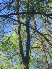 Turdus pilaris