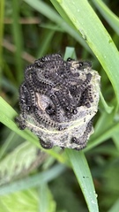 Aglais urticae