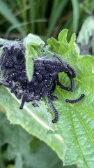 Aglais urticae