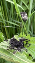 Aglais urticae