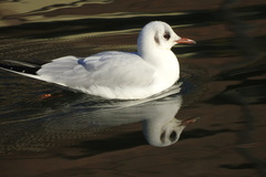 Chroicocephalus ridibundus