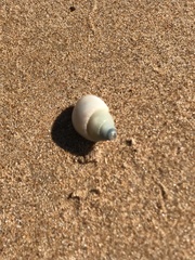 Nassarius dorsatus