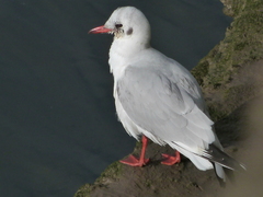 Chroicocephalus ridibundus