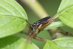 Bibio palliatus