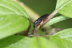 Bibio palliatus
