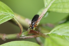 Bibio palliatus