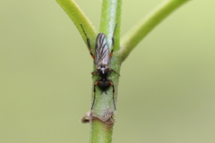 Bibio palliatus