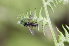 Bibio palliatus