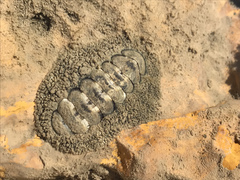 Acanthopleura