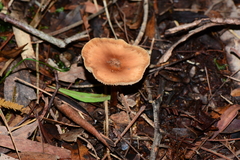 Collybia eucalyptorum