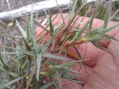 Dracophyllum pubescens