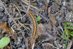 Euplagia quadripunctaria