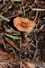 Collybia eucalyptorum