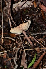 Collybia eucalyptorum