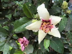 Hibiscus insularis