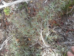 Dracophyllum pubescens