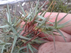 Dracophyllum pubescens