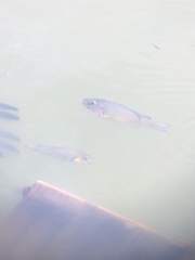 Sarotherodon melanotheron