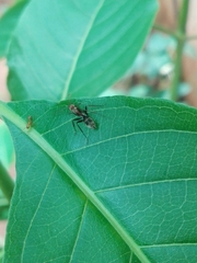 Camponotus rufoglaucus