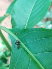 Camponotus rufoglaucus