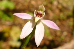 Caladenia variegata