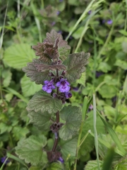 Glechoma hederacea