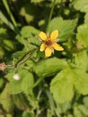 Geum urbanum