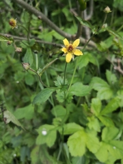 Geum urbanum