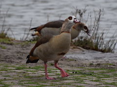 Alopochen aegyptiaca